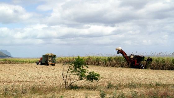 Industrie sucrière : Production de 386 000 tonnes de sucre en 2016