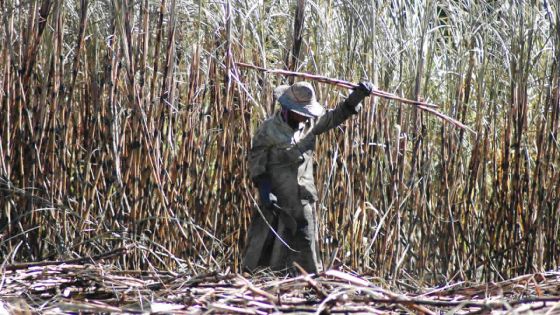 Agro-industrie : recenser les petits planteurs pour les aider à rester dans la canne