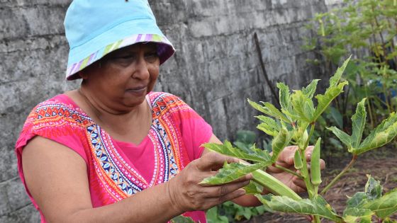 Lakshmi Gunessee : pionnière de l’agriculture bio à Maurice