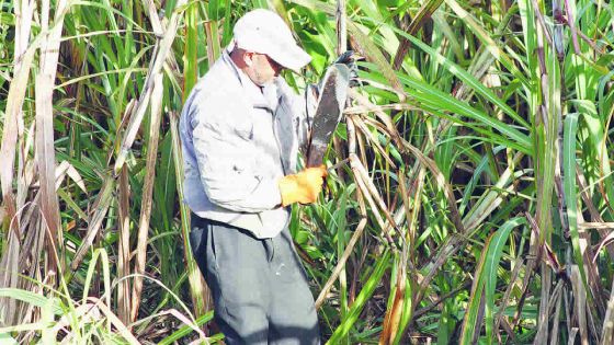 Sugar Invesment Fund Board : des données sur la production sucrière auraient été manipulées, selon un rapport