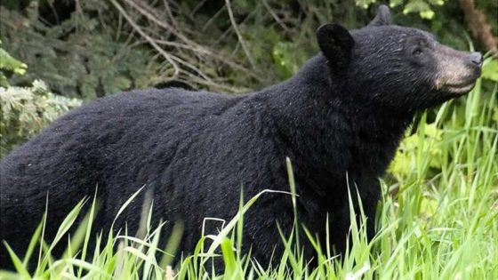 Un adolescent américain tué par un ours durant une course en Alaska