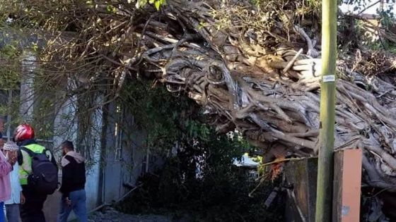 À Gros-Billot, New-Grove : un arbre tombe sur une maison en pleine nuit