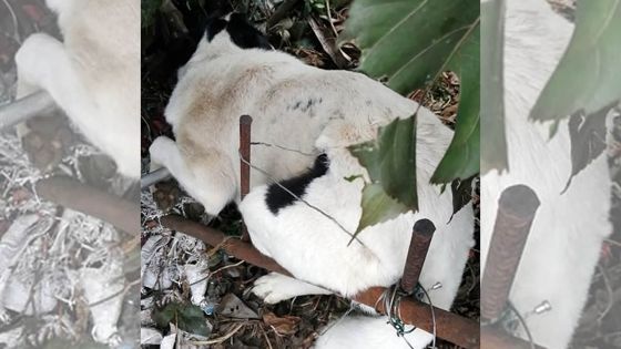 Maltraitance animale : un chien piégé dans une trappe artisanale 