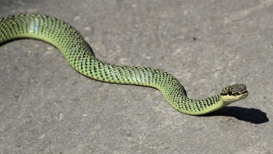 Où est le Golden Tree Snake aperçu à Quatre-Bornes ?