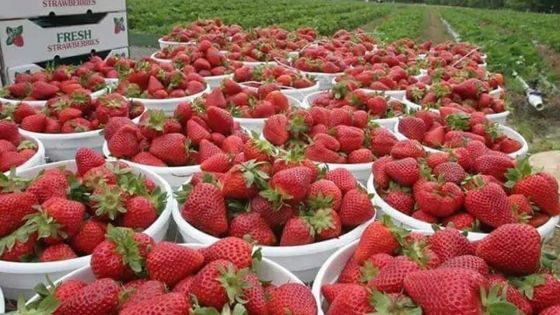Production en difficulté : comment se porte la récolte des fraises ?