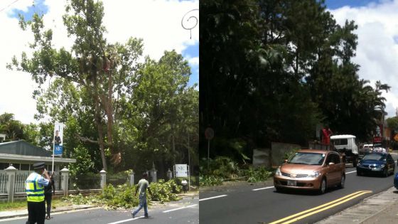 Curepipe : des arbres élagués en bordure de la route principale