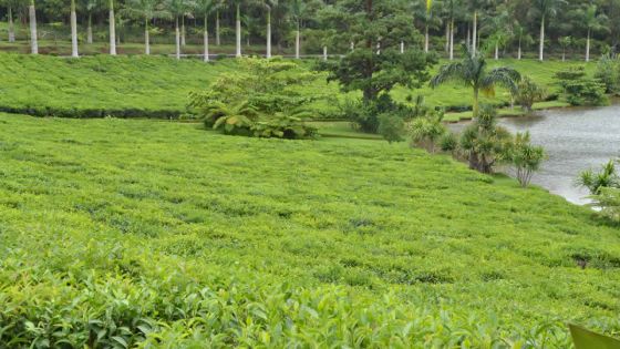 Industrie agricole : plus de champs et de fertilisants dopent la production de thé
