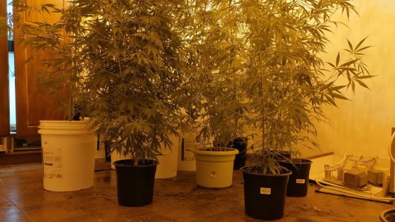 Culture de cannabis en intérieur à Pointe-aux-Sables : la drogue d’une valeur de Rs 200 000 récupérée chez un soudeur