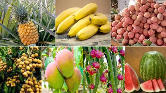 Mangue, letchi, longane, melon d’eau, banane, pitaya…Fruits locaux : une meilleure production attendue cet été