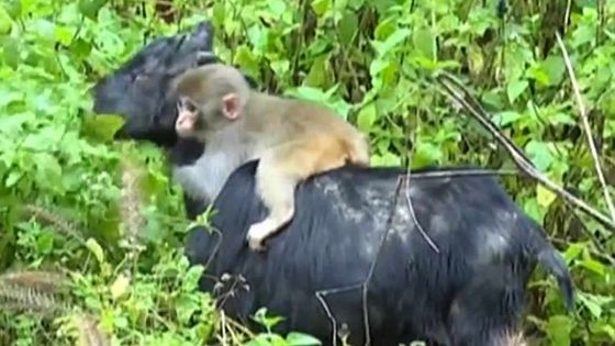 La belle amitié entre une chèvre et un singe