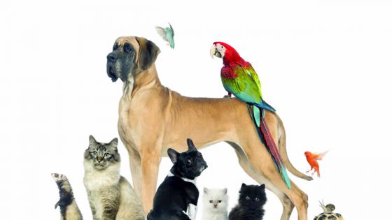 Animal World Mauritius : un site Web dédié à nos amis les bêtes