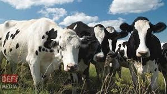 Rapport de l’Audit - Agro-industrie : le manque de planification pour le projet Heifer Farm à Melrose pointé du doigt