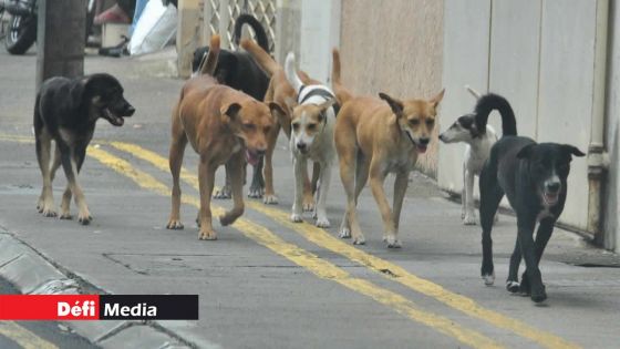 Expériences illégales sur des chiens à la MSAW : une enquête initiée par le ministère de l’Agro-industrie 