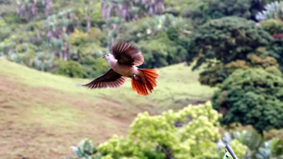 Préservation de l’environnement - Oiseaux endémiques : Maurice sur la bonne voie