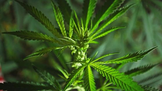 Mont-Piton : plus de 400 plants de cannabis déracinés 