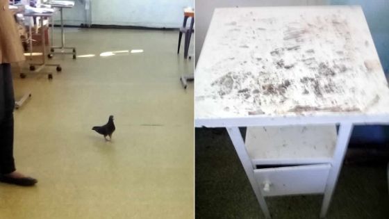 À l’hôpital Victoria, Candos : pigeons et cafards dans une salle d’hôpital