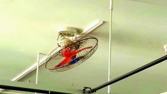 Un nid dans le ventilateur de l’hôpital