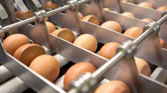 Œufs contaminés au Fipronil en Europe : le ministère de la Santé joue la carte de la prudence