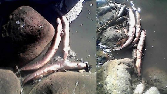 Pollution : anguilles et poissons morts dans la rivière Tabac à L’Escalier