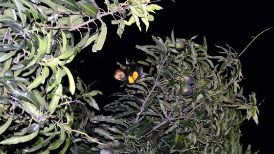 Dr Vikash Tatayah: «Les chauves-souris sont vitaux pour l’écosystème»