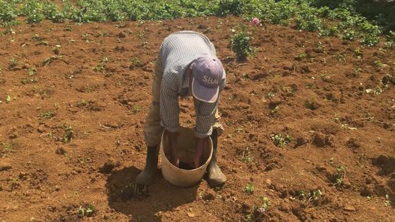 Utilisation de la fiente de poule : les planteurs craignent que les légumes ne soient contaminés