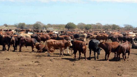 Fièvre aphteuse en Afrique du Sud : l’importation des bœufs du Kenya bientôt autorisée