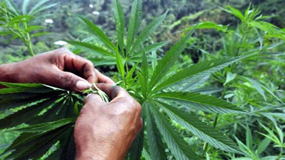 Cannabis médical : le rapport de l’OMS attendu le 7 décembre