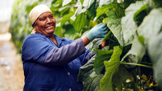 Pénurie sur le marché local : les entreprises privées étudient la possibilité d’importer des légumes