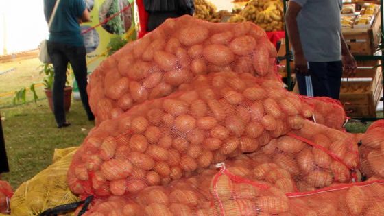 Agro-industrie : une récolte de 18 000 tonnes de pommes de terre attendue
