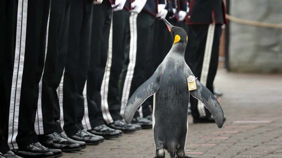 Norvège : un pingouin élevé au rang de colonel