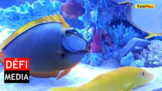 Salon du Déstockage à Pailles : découvrez les offres promotionnelles au stand de Reef For Life