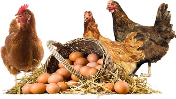Consommation - Poulet et œufs : une nouvelle hausse des prix pas à écarter