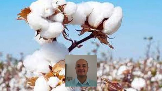 Réouverture de la Chine : coup de fouet pour le marché du coton ?