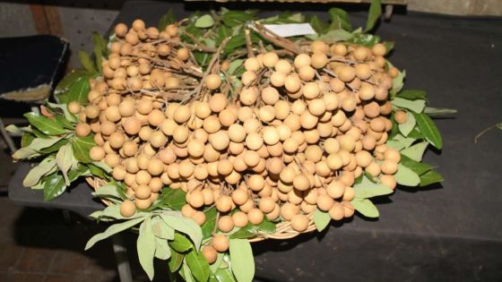 Fruit d’été - Longane : Rs 200 à Rs 300 le demi-kilo 