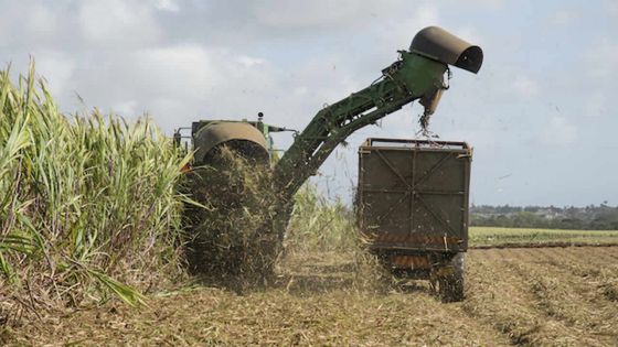 Récolte sucrière 2017 : production de 32 562 tonnes de sucre