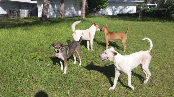 À Belle-Mare : une nouvelle clinique vise à stériliser 10 000 chiens en un an