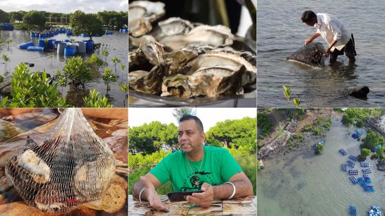 Éleveur d’huîtres - Kemraj Persand : «Le plus beau des métiers, c’est de vivre de sa passion»