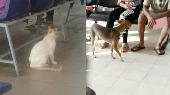 Quand chiens et chats se rendent à l’hôpital… 