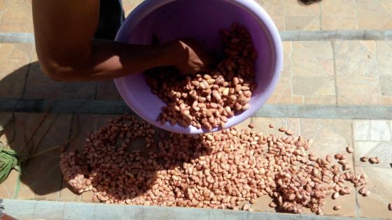 Diversification agricole : Maurice se lance dans la production de cacao