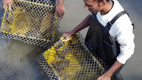 Élevage de crabes : Jessan Kumar Persand parmi les meilleurs en Afrique