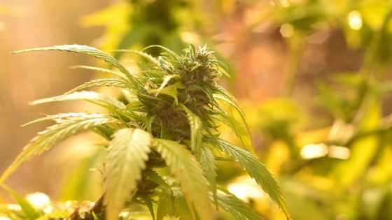 160 plants de cannabis déracinés