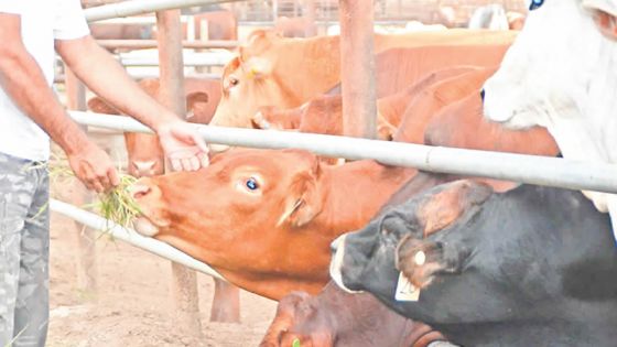 Conflit autour de l’élevage de bœufs en milieu résidentiel - L’éleveur : «Mo pe gagne mo lavi» 