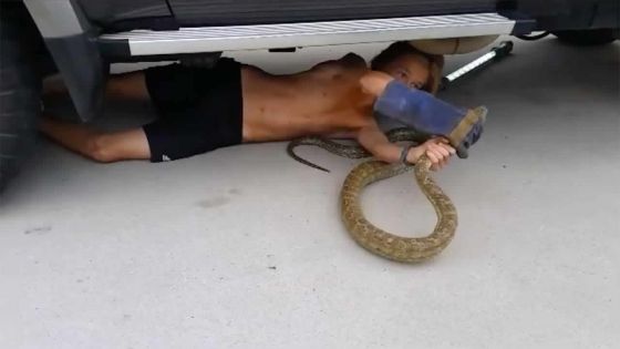 Un ado déloge un python sous une voiture