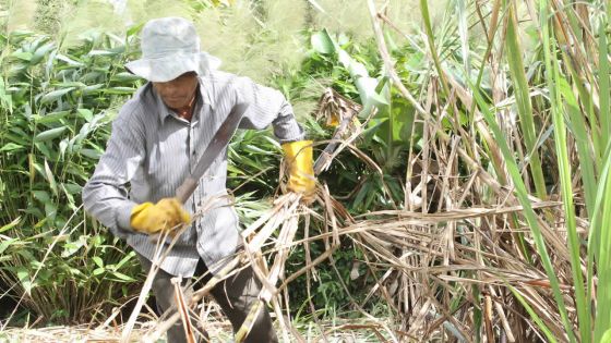 Abolition des quotas en septembre : le secteur sucrier doit se trouver de nouveaux marchés