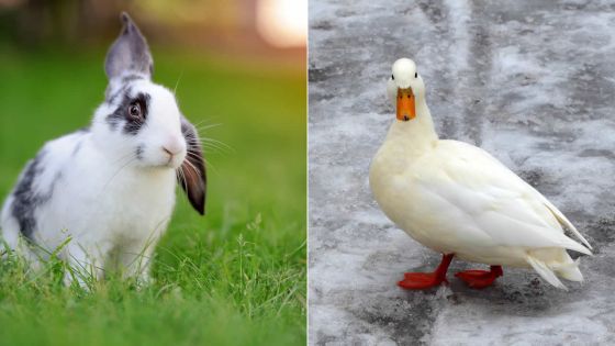 Sébastopol : 35 lapins et 12 canards volés dans un domaine