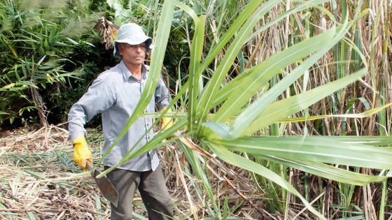 Exportations : le sucre mauricien face à une hausse de production en Europe