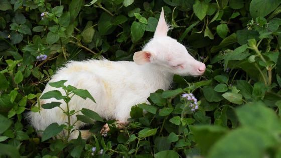 Vallée des Couleurs Nature Park : naissance d’une biche blanche
