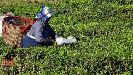 Agro-industrie - thé mauricien : une hausse de production d’environ 25% 