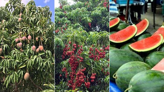 Fruits de saison : quand les nuisances rendent la vie amère aux planteurs