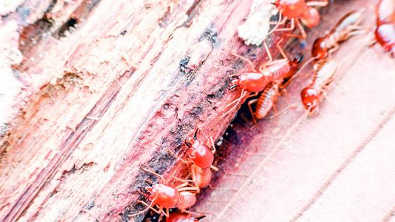 Quand les termites attaquent ! : la traumatisante expérience d’une habitante de Curepipe